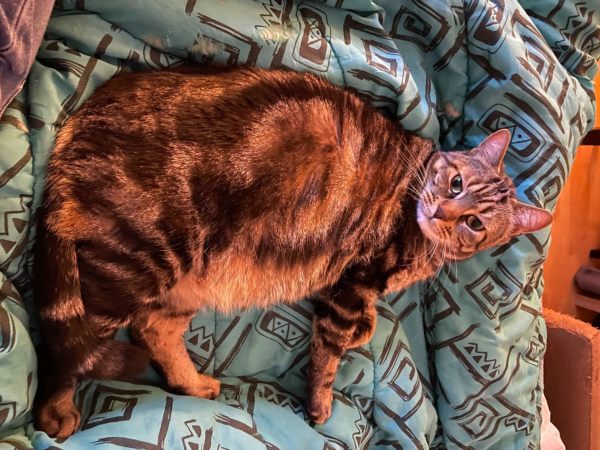 Imothep a rejoint le concours — aidez-le/la à gagner de superbes lots ! canidae, carnivore, cat, comfort, domestic_short_haired_cat, fawn, felidae, fur, linens, liver, pattern, sleeve, small_to_medium_sized_cats, snout, sporting_group, tail, terrestrial_animal, textile, whiskers, wildlife