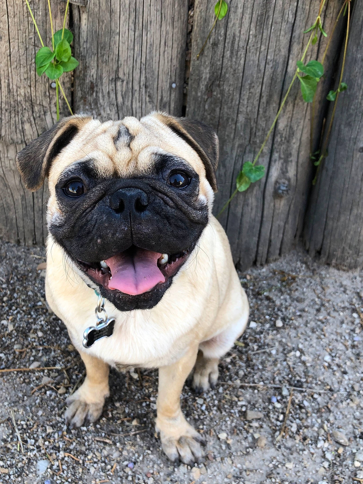 Peter Pugger joined the competition — help win amazing prizes! ancient_dog_breeds, canidae, carnivore, companion_dog, dog, dog_breed, dog_collar, fawn, mammal, pug, snout, sporting_group, tongue, toy_dog, vertebrate