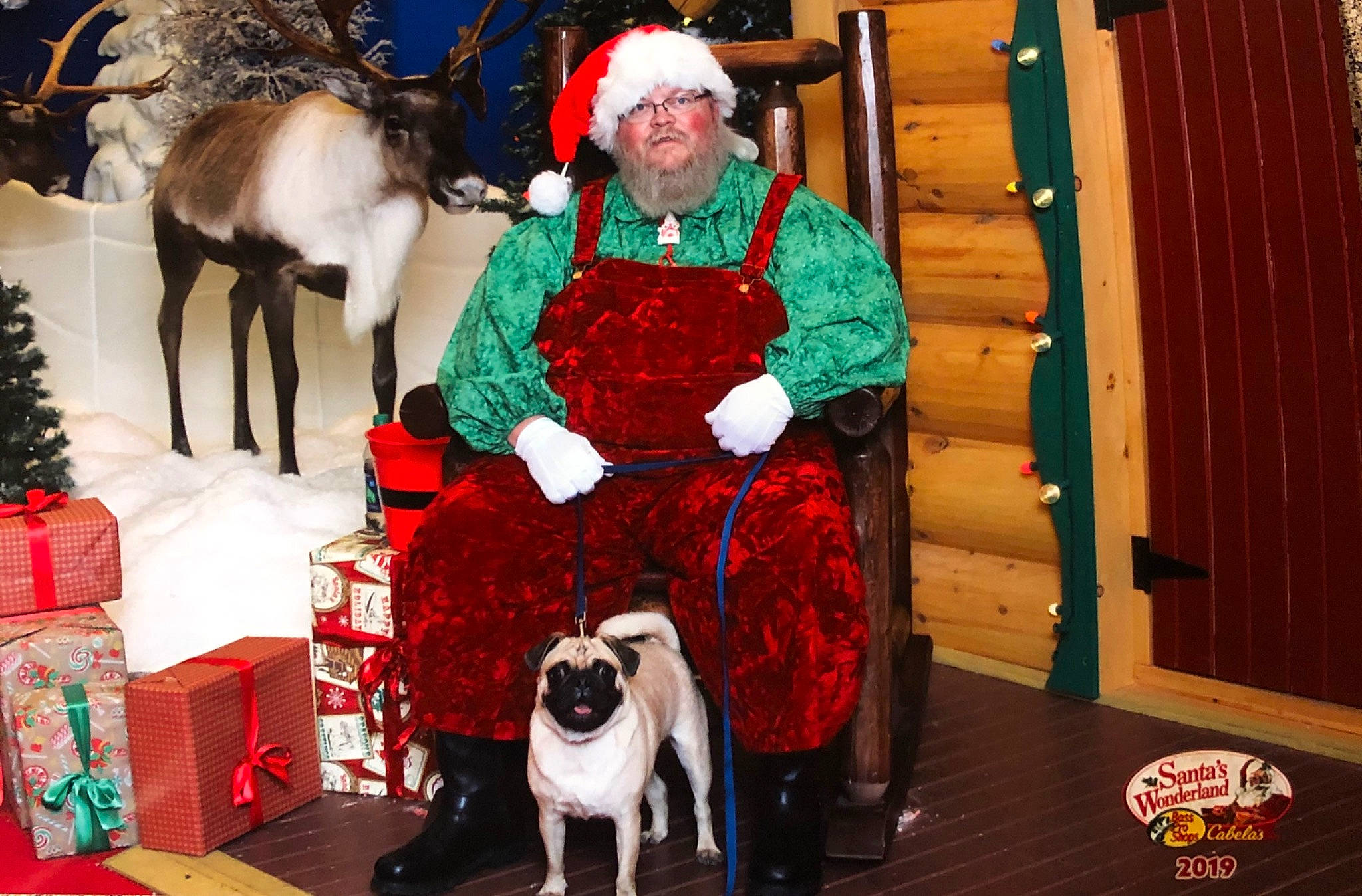 Peter Pugger is registered to the contest to win money with this photo: canidae, carnivore, christmas, christmas_eve, companion_dog, dog, dog_breed, fawn, fur, holiday, mammal, santa_claus, sporting_group