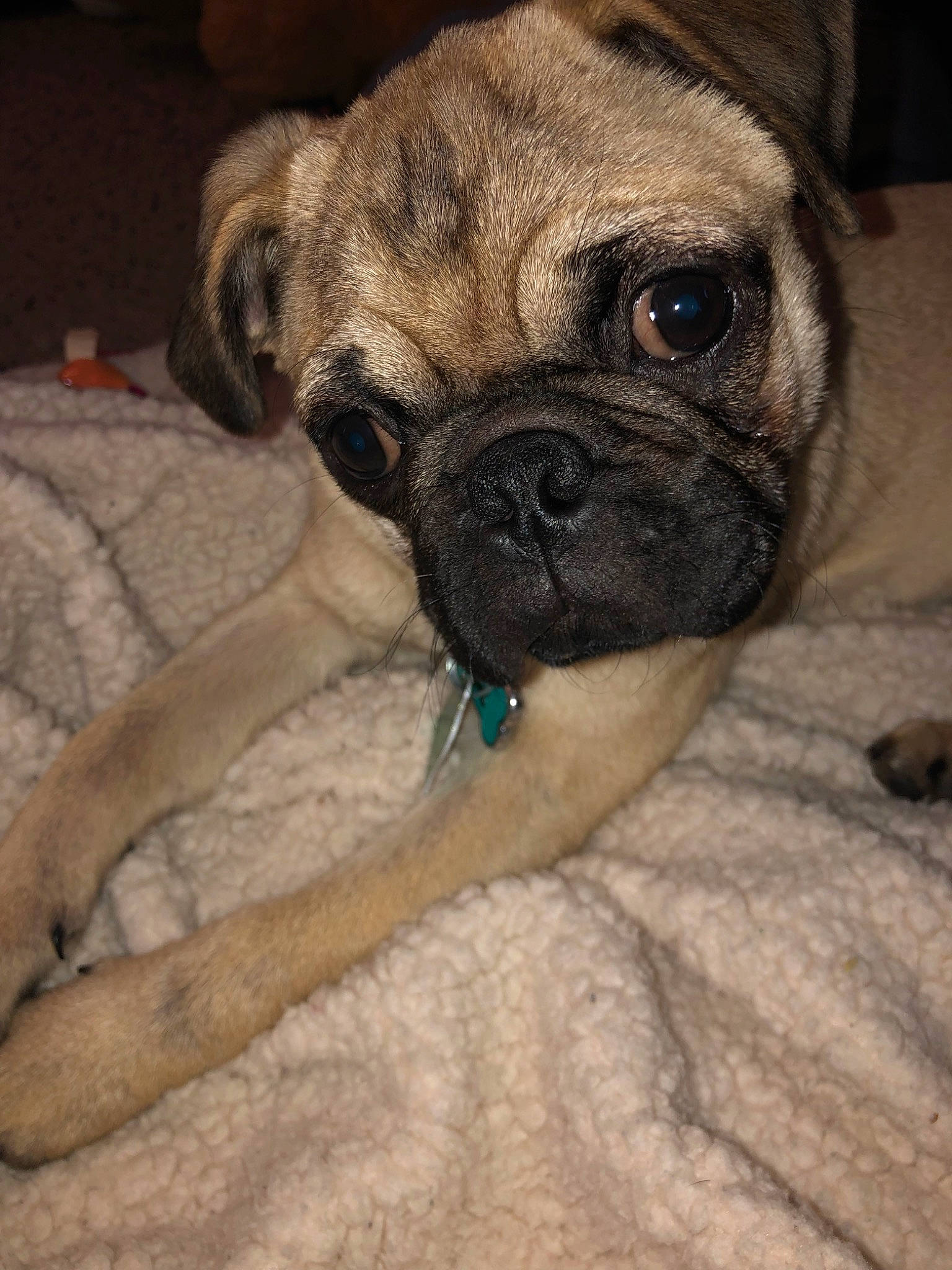 Peter Pugger is registered to the contest to win money with this photo: ancient_dog_breeds, canidae, carnivore, companion_dog, dog, dog_breed, fawn, mammal, pug, puggle, puppy, skin, snout, toy_dog, vertebrate, whiskers, wrinkle