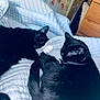 animal, bedroom, black_cat, blanket, cat, closeup, cozy, cute, domestic_cat, feline, fur, indoor, paw_prints, pet, quiet, quilt, relaxation, resting, sleeping, two_animals