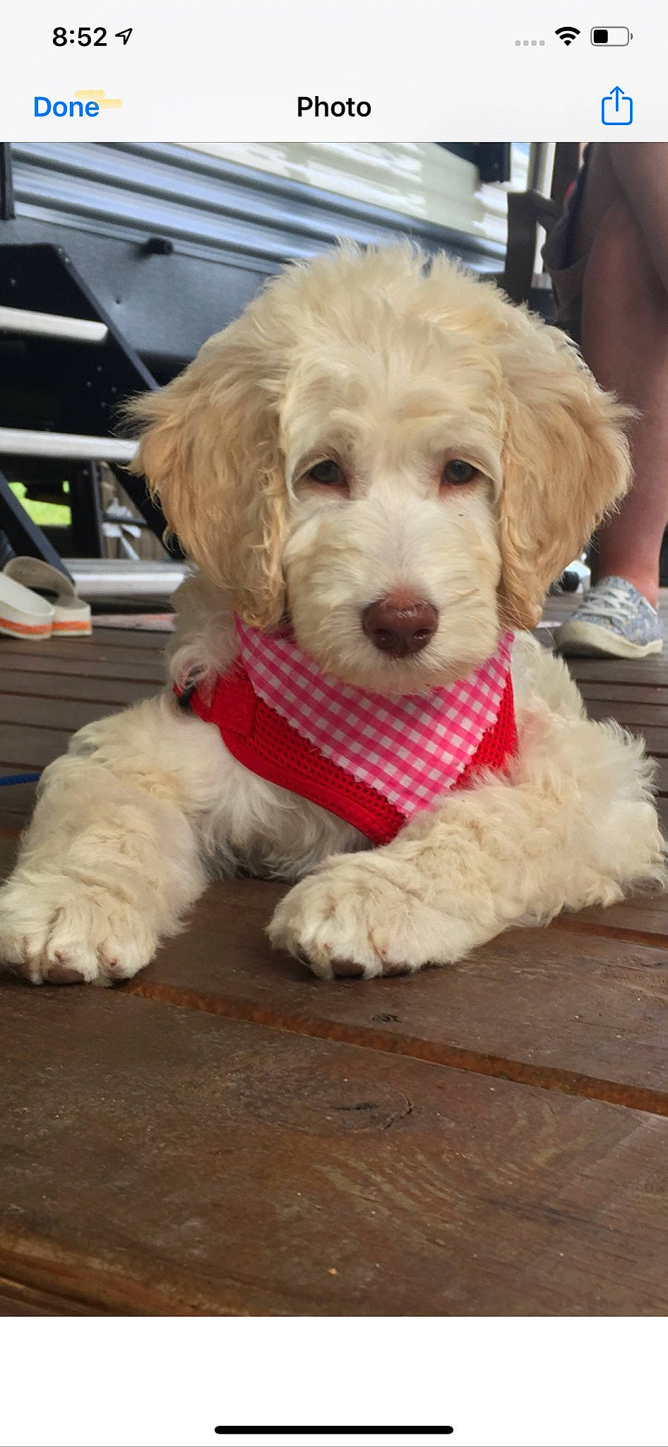 Arabella is registered to the contest to win money with this photo: canidae, carnivore, cavachon, cavapoo, cockapoo, companion_dog, dog, dog_breed, goldendoodle, labradoodle, maltepoo, mammal, miniature_poodle, poodle, poodle_crossbreed, puppy, schnoodle, sporting_lucas_terrier, toy_poodle, vertebrate