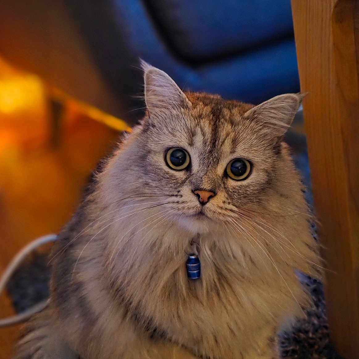 Siopao participe au concours pour gagner de l'argent avec cette photo : animal, cat, collar, cozy, curious, cute, domestic, fluffy, fur, furniture, home, indoor, mammal, pet, portrait, relaxed, rug, sitting, whiskers, wide_eyes