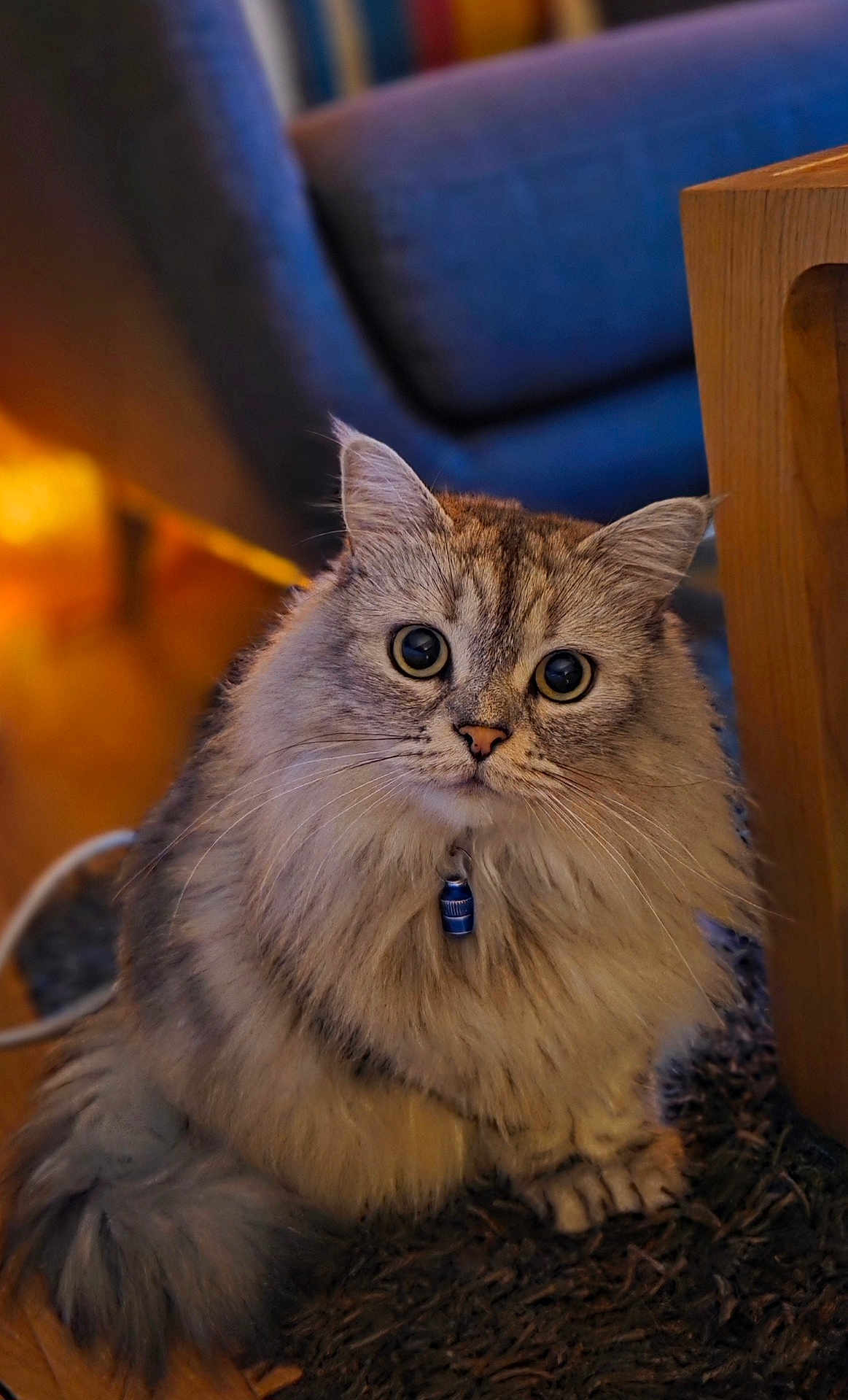 Siopao participe au concours pour gagner de l'argent avec cette photo : animal, cat, collar, cozy, curious, cute, domestic, fluffy, fur, furniture, home, indoor, mammal, pet, portrait, relaxed, rug, sitting, whiskers, wide_eyes