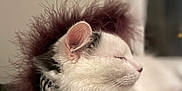 Mickey is registered to the contest to win money with this photo: animal, black_spots, blurred_background, cat, close_up, collar, cozy, cute, domestic_animal, feathery_accessory, feline, fluffy, fur, indoor, pet, portrait, relaxed, resting, sleeping, white_cat