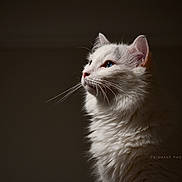 Mickey joined the competition — help win amazing prizes! animal, blue_eyes, calm, cat, close_up, cute, dark_background, domestic_cat, feline, fluffy_fur, indoor, looking_away, mammal, pet, portrait, serene, side_profile, soft_lighting, whiskers, white_cat