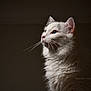 animal, blue_eyes, calm, cat, close_up, cute, dark_background, domestic_cat, feline, fluffy_fur, indoor, looking_away, mammal, pet, portrait, serene, side_profile, soft_lighting, whiskers, white_cat
