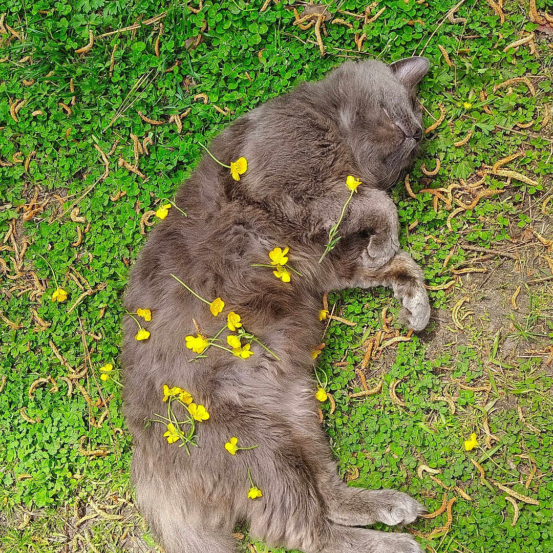 Prince is registered to the contest to win money with this photo: animal, calm, cat, clover, cute, flora, fluffy, grass, greenery, grey_fur, nature, outdoor, peaceful, pet, relaxation, resting, sleeping, summer, sunlight, yellow_flowers