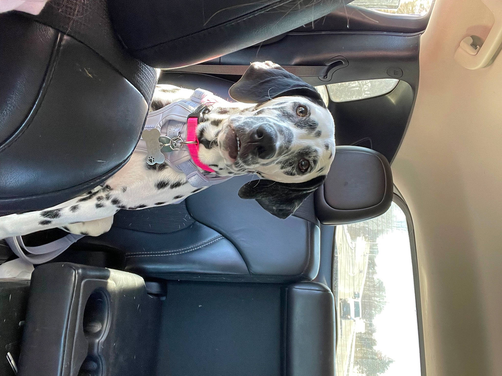 Nala joined the competition — help win amazing prizes! auto_part, automotive_design, automotive_exterior, automotive_lighting, automotive_mirror, automotive_side_view_mirror, car, car_seat, car_seat_cover, carnivore, dog, gear_shift, mode_of_transport, motor_vehicle, personal_luxury_car, rear_view_mirror, steering_part, steering_wheel, vehicle, vehicle_door