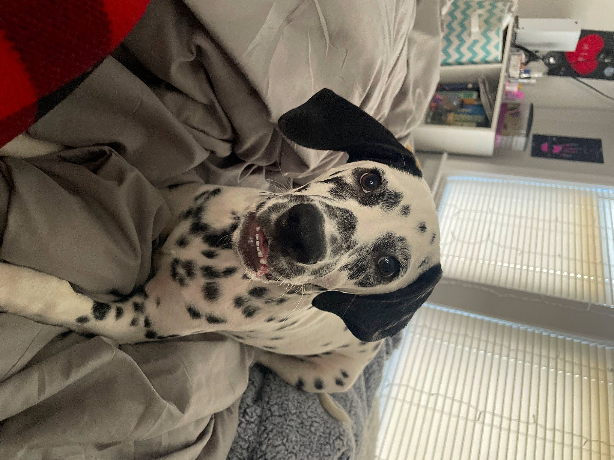 Nala is registered to the contest to win money with this photo: canidae, carmine, carnivore, collar, comfort, companion_dog, dalmatian, dog, dog_breed, dog_supply, eyewear, linens, non_sporting_group, pattern, personal_protective_equipment, sleeve, snout, sporting_group, sunglasses, working_animal