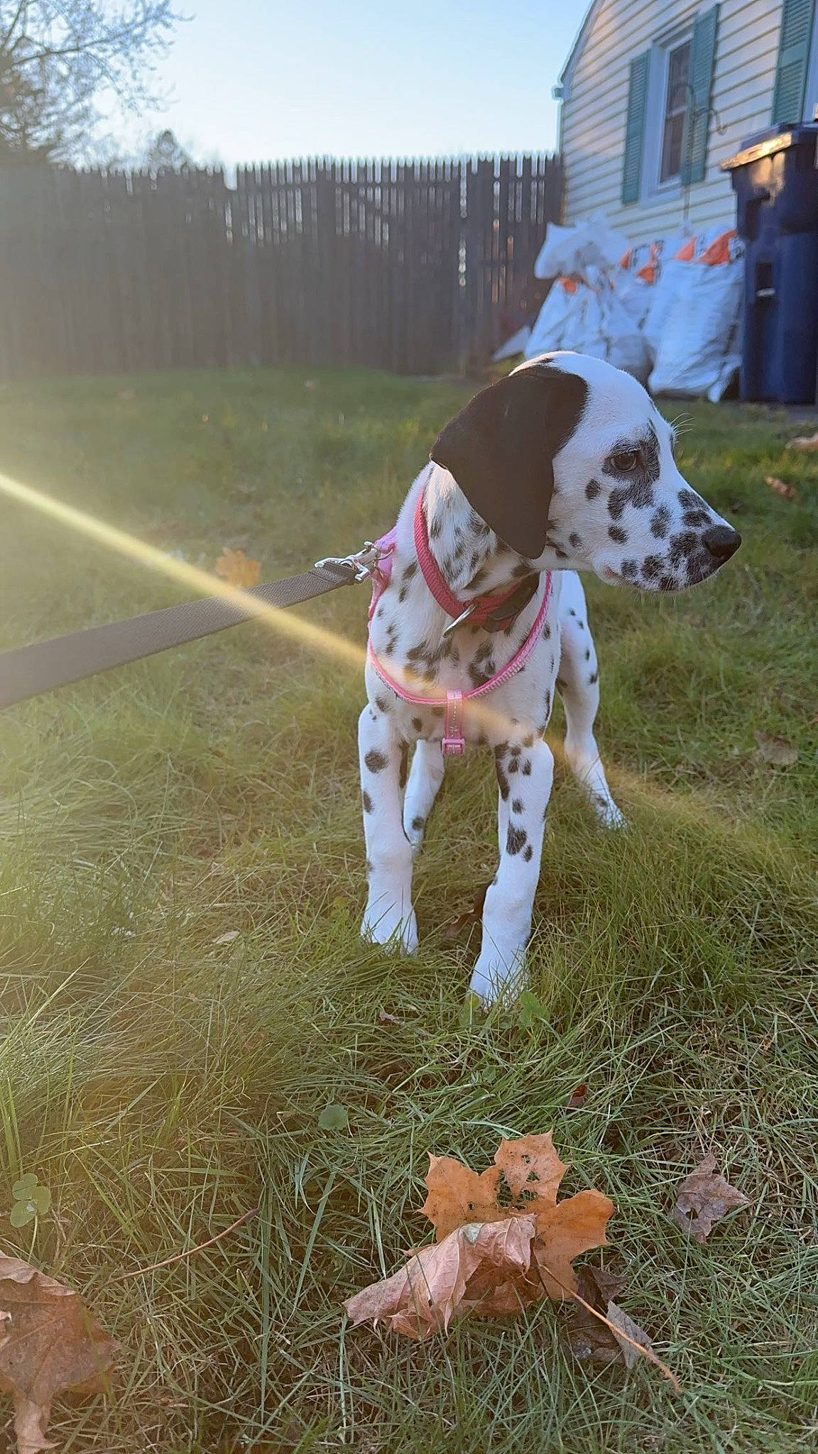 Nala is registered to the contest to win money with this photo: carnivore, collar, companion_dog, dalmatian, dog, dog_breed, dog_collar, dog_supply, fawn, grass, leash, plant, soil, sporting_group, tail, terrestrial_animal, toy, tree, working_animal, working_dog