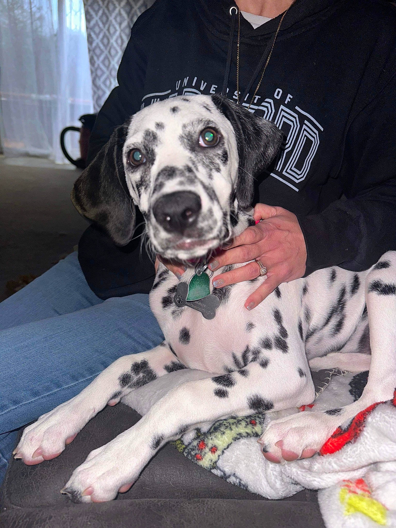 Nala is registered to the contest to win money with this photo: canidae, carnivore, collar, comfort, companion_dog, curtain, dalmatian, dog, dog_breed, dog_collar, dog_supply, fawn, fur, non_sporting_group, pattern, sitting, sleeve, snout, sporting_group, working_animal