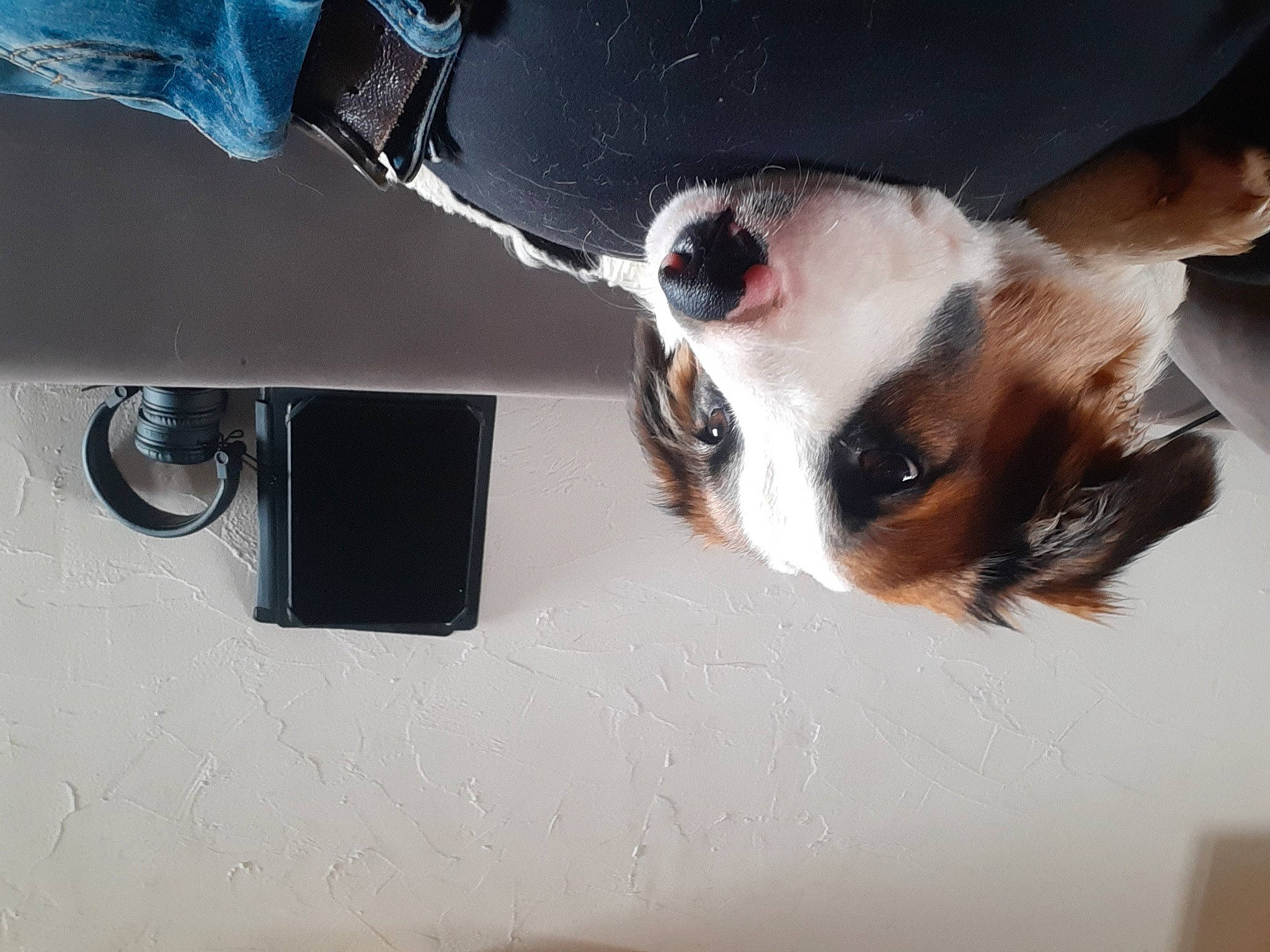 Uranium participe au concours pour gagner de l'argent avec cette photo : auto_part, automotive_exterior, canidae, carnivore, collar, companion_dog, desk, dog, dog_breed, door, eyewear, fawn, felidae, fur, snout, sporting_group, vehicle_door, whiskers, windshield, working_animal