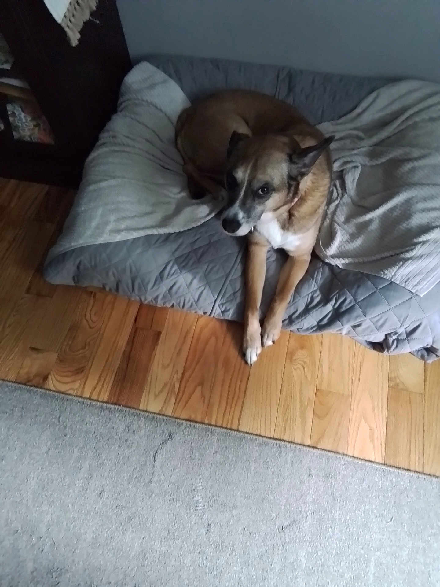 Rylee joined the competition — help win amazing prizes! dog, bed, blanket, wooden_floor, indoor, pet, resting, cushion, carpet, canine, animal, fur, relaxed, home, comfortable, laying_down, brown_dog, quiet, domestic, floor