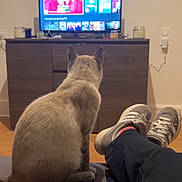 Coco participe au concours pour gagner de l'argent avec cette photo : cat, television, remote_control, couch, person, shoes, pants, wood_floor, cabinet, wall, indoor, relaxing, sitting, watching_tv, electronics, cord, candle, living_room, casual, home