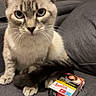 Coco participe au concours pour gagner de l'argent avec cette photo : cat, blue_eyes, gray_couch, indoor, pet, feline, tail, paws, fur, close_up, animal, domestic_cat, whiskers, sitting, looking, curious, household, cigarette_pack, smoking_warning, furniture