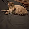 Coco a rejoint le concours — aidez-le/la à gagner de superbes lots ! cat, pet, animal, feline, bed, blanket, indoor, resting, sleepy, fur, whiskers, ears, tail, headboard, wood, gray, cozy, relaxed, domestic, cute