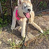 Luna a rejoint le concours — aidez-le/la à gagner de superbes lots ! puppy, dog, husky, pink_harness, yawning, outdoor, sidewalk, metal_fence, grass, sunlight, nature, pet, canine, young_dog, tongue_out, happy, playful, animal, fur, ears
