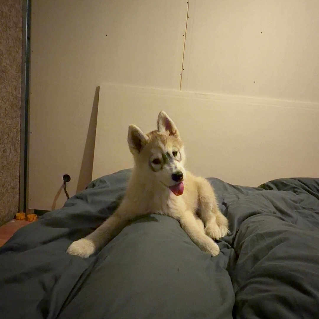 Luna a rejoint le concours — aidez-le/la à gagner de superbes lots ! dog, puppy, husky, bed, bedding, tongue_out, indoor, pet, canine, cute, young, lying_down, fur, ears, playful, resting, animal, cozy, room, wall
