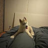 dog, puppy, husky, bed, blanket, indoor, tongue_out, pet, animal, canine, resting, cute, fur, ears, floor, wall, cozy, light, shadow, domestic