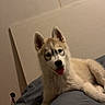 animal, bed, blanket, canine, cozy, cute, dog, domestic_animal, ears, face, fur, husky, indoor, lying_down, pet, puppy, relaxed, resting, tongue_out, young