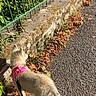 Luna participe au concours pour gagner de l'argent avec cette photo : puppy, dog, harness, leash, sidewalk, fence, green, leaves, autumn, outdoor, sunlight, walking, curious, young_dog, small_dog, nature, pet, pavement, shadow, daytime