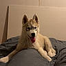 puppy, dog, husky, animal, pet, tongue_out, lying_down, bed, blanket, indoor, cute, fur, ears, smiling, young, canine, resting, cozy, relaxed, playful