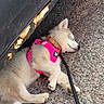 puppy, dog, sleeping, pink_harness, leash, car, rust, gravel, outdoor, cute, fur, pet, animal, resting, sidewalk, closeup, young_dog, collar, relax, daylight