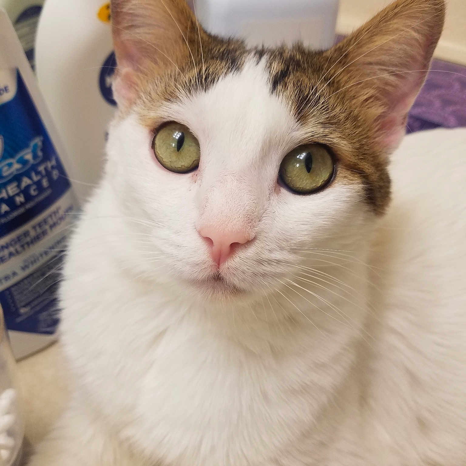 Saber joined the competition — help win amazing prizes! aegean_cat, american_wirehair, asian, burmilla, carnivore, cat, colorpoint_shorthair, domestic_short_haired_cat, ear, eye, felidae, fur, japanese_bobtail, javanese, kitten, mammal, small_to_medium_sized_cats, turkish_angora, turkish_van, whiskers