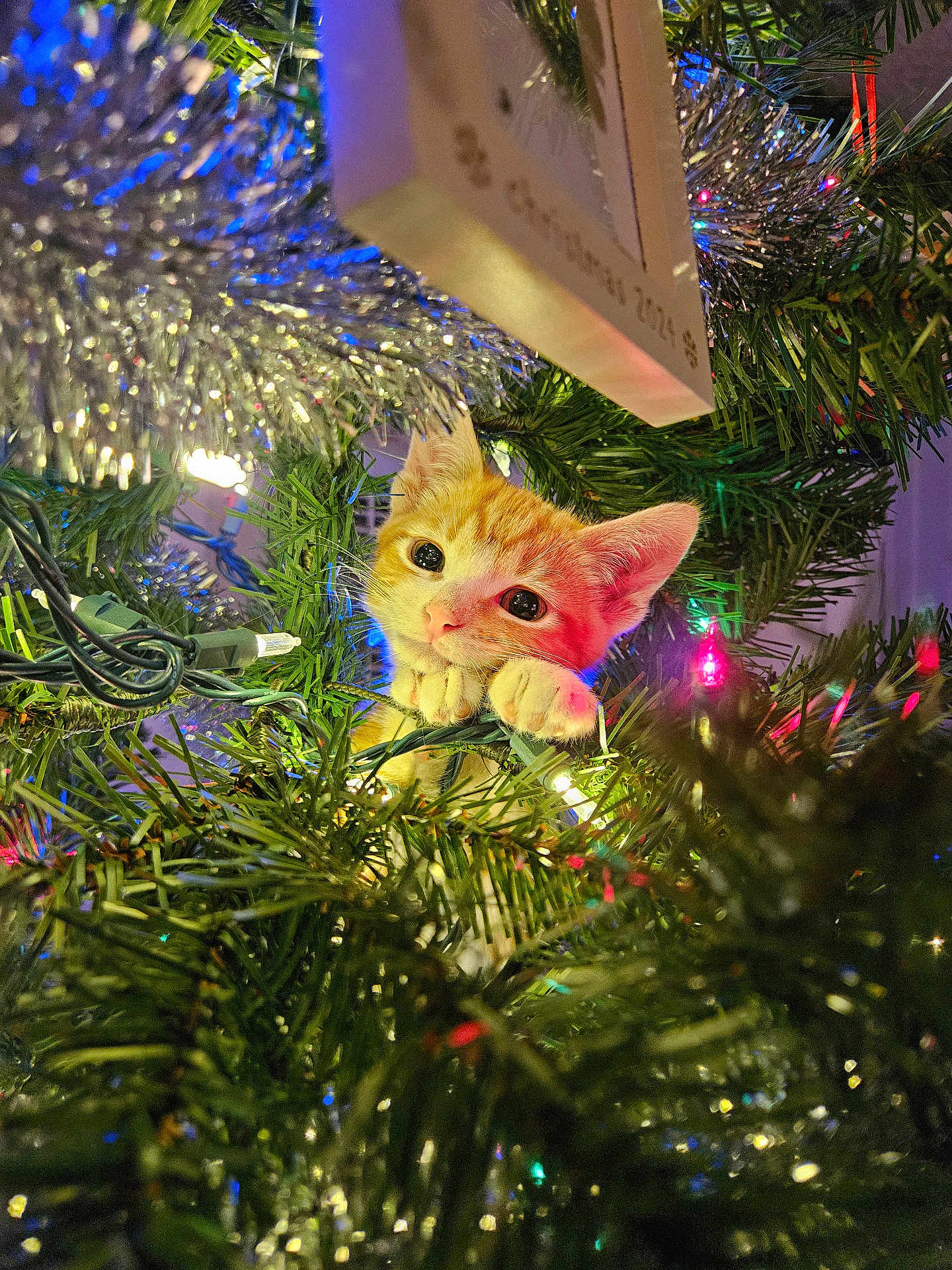 Chester is registered to the contest to win money with this photo: kitten, cat, christmas_tree, holiday_lights, tinsel, greenery, festive, cute, animal, pet, orange_cat, curious, indoors, decorations, christmas, playful, close_up, whiskers, paws, festivity