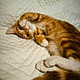 cat, orange_tabby, pet, animal, cute, feline, paw, fur, whiskers, sleepy, resting, quilted_blanket, indoor, cozy, tail, soft, closeup, relaxed, playful, domestic_cat