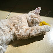 Mirai a rejoint le concours — aidez-le/la à gagner de superbes lots ! cat, light_fur, toy, yellow, playing, sunlight, shadow, floor, tile, pet, feline, relaxed, indoor, close_up, whiskers, paw, cute, animal, sleepy, adorable