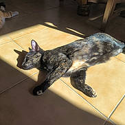 Pétroline a rejoint le concours — aidez-le/la à gagner de superbes lots ! cat, tortoiseshell_cat, sunlight, tile_floor, indoor, shadow, relaxing, pet, animal, feline, laying_down, warm_light, cozy, floor_tile, domestic_cat, paw, fur, resting, home, quiet