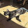 cat, tortoiseshell_cat, sunlight, tile_floor, indoor, shadow, relaxing, pet, animal, feline, laying_down, warm_light, cozy, floor_tile, domestic_cat, paw, fur, resting, home, quiet