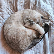 Sakura participe au concours pour gagner de l'argent avec cette photo : cat, sleeping, curled_up, paw, fur, tail, blanket, quilt, cozy, resting, pet, domestic_animal, whiskers, indoor, cute, relaxed, feline, nap, soft, animal