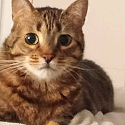 Gribouille Chat a rejoint le concours — aidez-le/la à gagner de superbes lots ! animal, bed, blanket, cat, closeup, cozy, cute, domestic, ears, eyes, feline, fur, indoor, looking, lying, mammal, pet, resting, tabby, whiskers