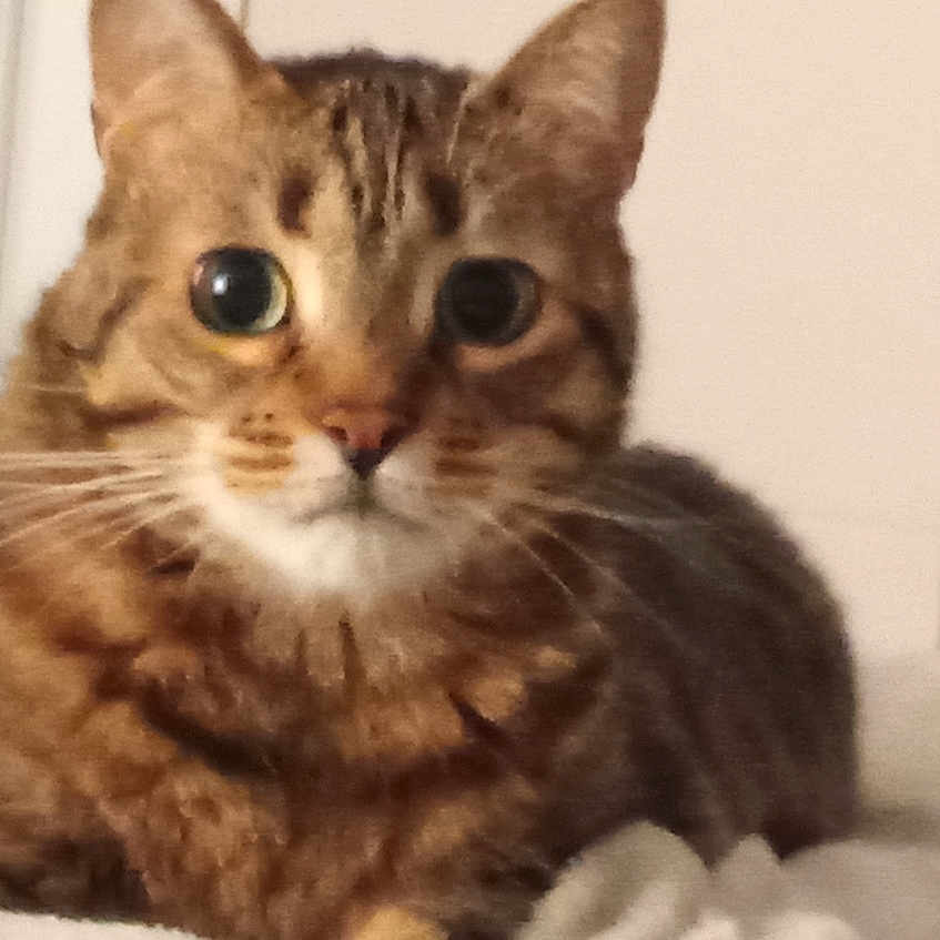 Gribouille Chat a rejoint le concours — aidez-le/la à gagner de superbes lots ! animal, bed, blanket, cat, closeup, cozy, cute, domestic, ears, eyes, feline, fur, indoor, looking, lying, mammal, pet, resting, tabby, whiskers