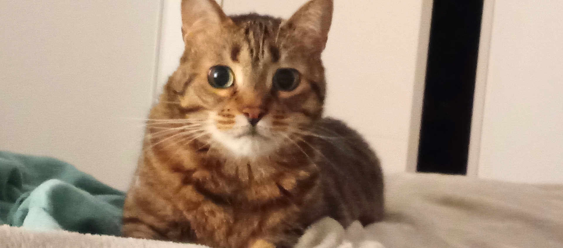 Gribouille Chat a rejoint le concours — aidez-le/la à gagner de superbes lots ! animal, bed, blanket, cat, closeup, cozy, cute, domestic, ears, eyes, feline, fur, indoor, looking, lying, mammal, pet, resting, tabby, whiskers