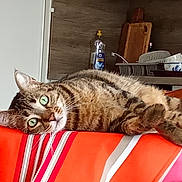 Gribouille Chat a rejoint le concours — aidez-le/la à gagner de superbes lots ! cat, cozy, curious, domestic, feline, fur, green_eyes, household, indoor, kitchen, laying_down, orange, pet, pink, relaxed, striped, tabby, table, tablecloth, wooden_chair