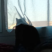 Mr Gribouille Chat participe au concours pour gagner de l'argent avec cette photo : animal, black_cat, blanket, cat, cozy, curtain, fabric, furniture, home, indoor, light, peaceful, pet, quiet, resting, shadow, silhouette, soft_light, towel, window