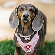 Chanel is registered to the contest to win money with this photo: animal, black, brown, canine, collar, cute, dachshund, dog, ears, expression, fur, grass, harness, looking, muzzle, necklace, outdoor, pet, portrait, small_dog