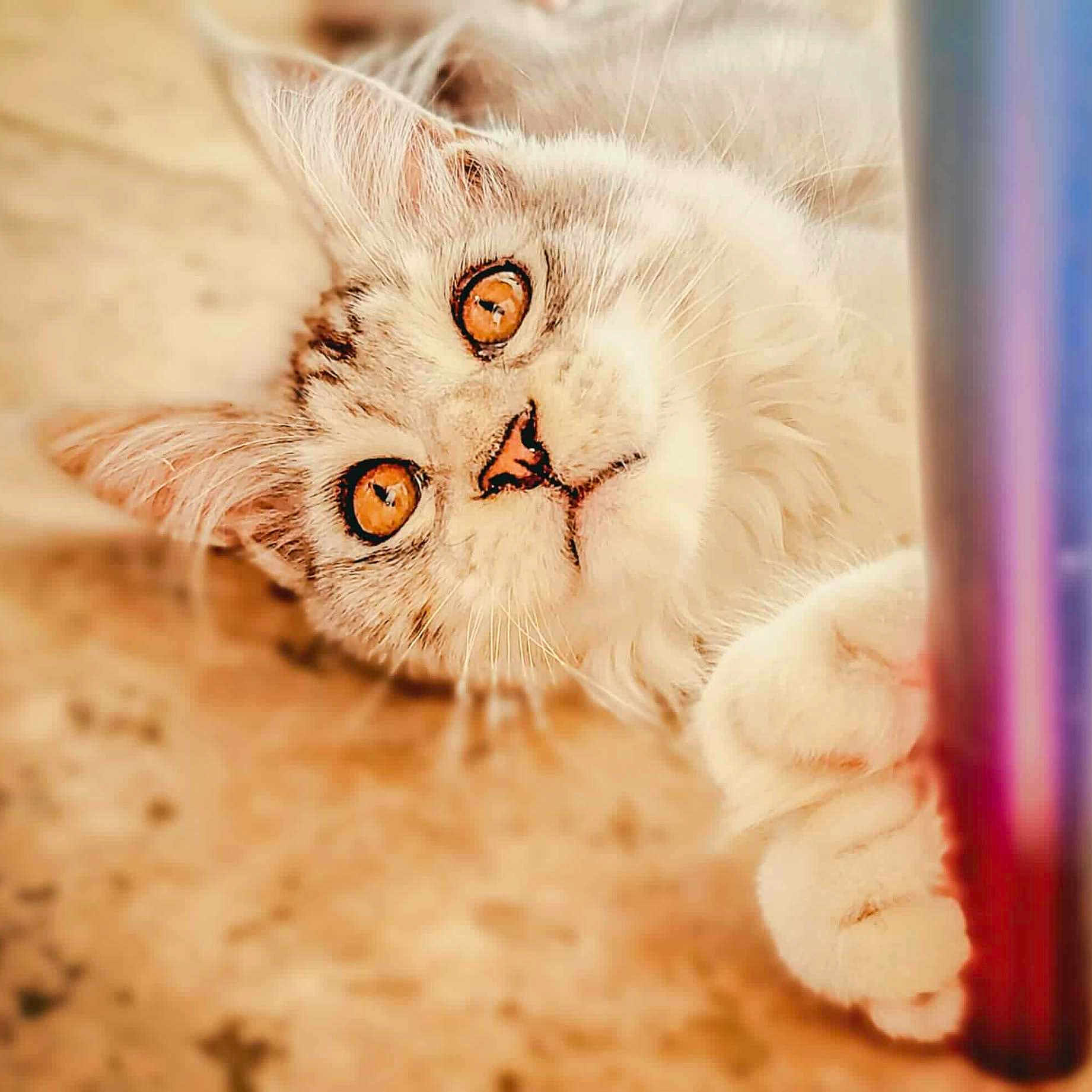 Plume participe au concours pour gagner de l'argent avec cette photo : amber_eyes, animal, cat, close_up, curious, cute, feline, fluffy, fur, head, indoor, looking, muzzle, paws, pet, playful, portrait, soft_focus, warm_tones, whiskers