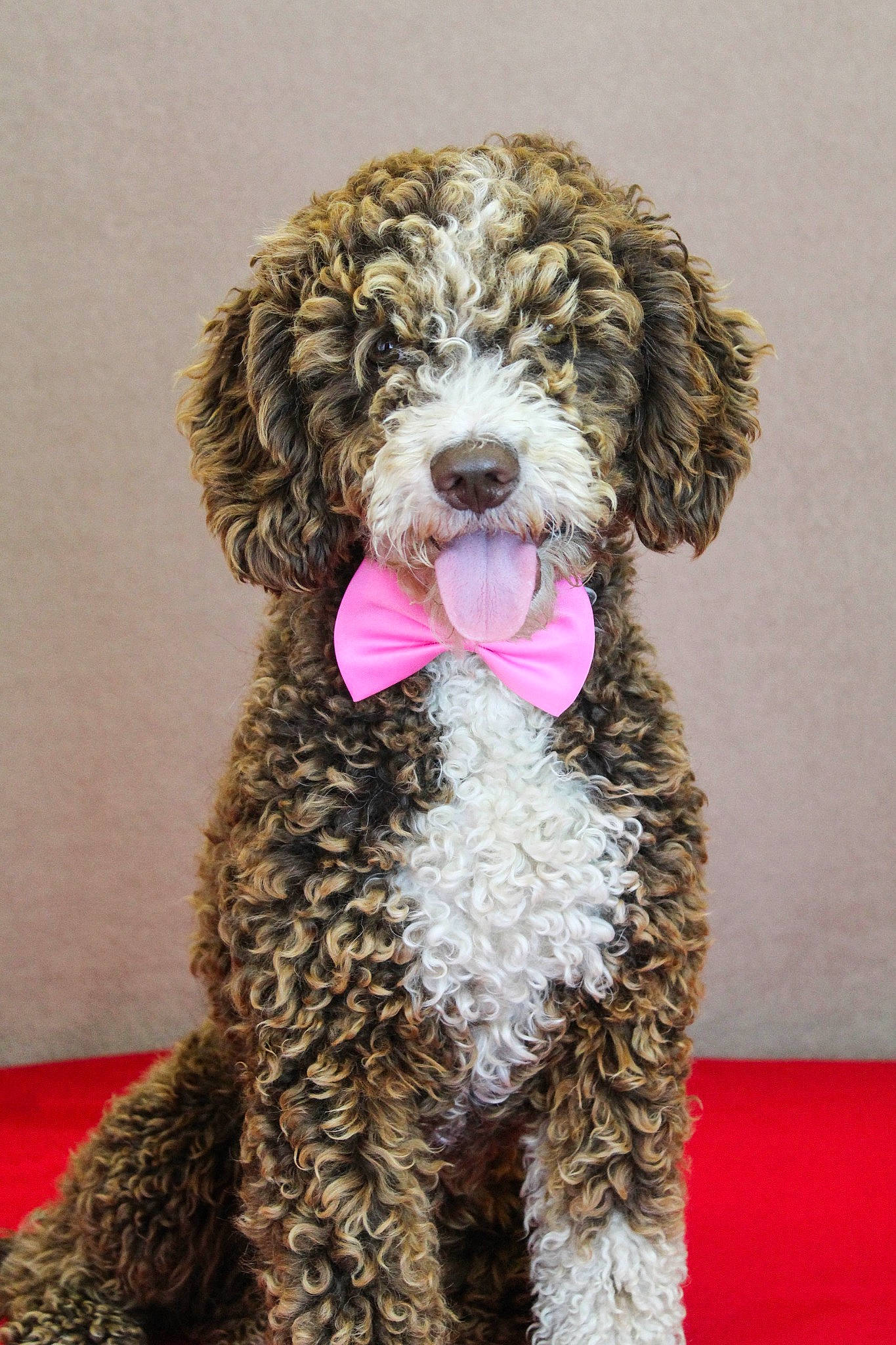 Marouette a rejoint le concours — aidez-le/la à gagner de superbes lots ! canidae, carnivore, companion_dog, dog, dog_breed, fur, giant_dog_breed, labradoodle, liver, non_sporting_group, poodle, sporting_group, terrier, toy_dog, water_dog, working_animal