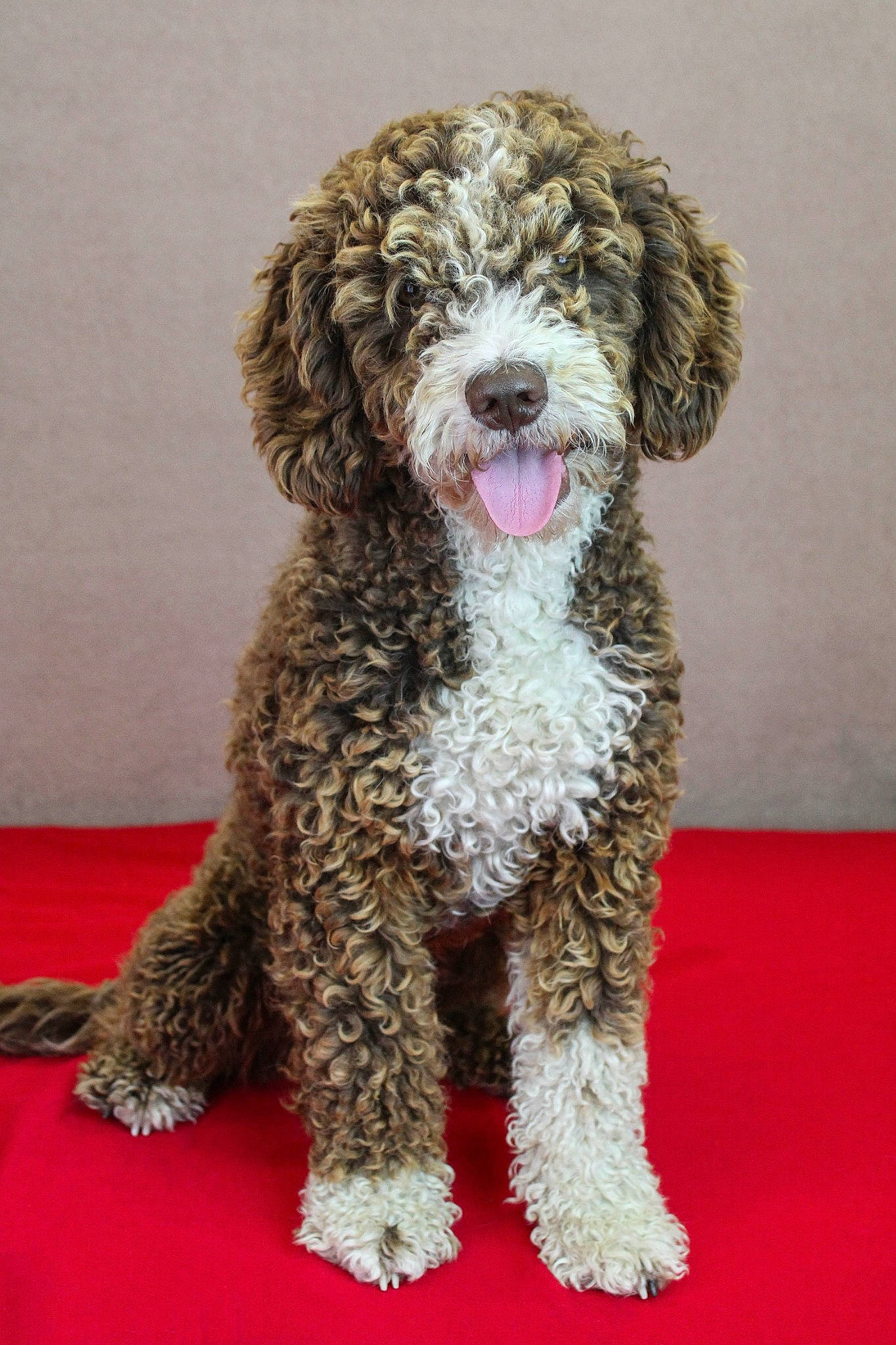 Marouette participe au concours pour gagner de l'argent avec cette photo : canidae, carnivore, companion_dog, dog, dog_breed, fur, non_sporting_group, poodle, snout, sporting_group, terrestrial_animal, terrier, toy_dog, water_dog, working_animal