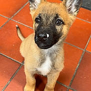 Arès a rejoint le concours — aidez-le/la à gagner de superbes lots ! puppy, dog, pet, animal, ears, nose, floor, tile, brown, black, white_spot, cute, young, canine, looking_up, sitting, indoor, curious, small, adorable