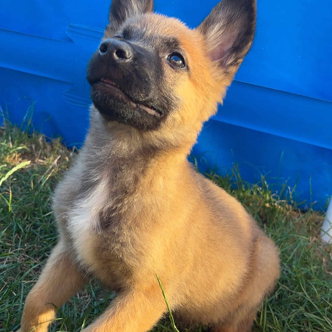 Arès a rejoint le concours — aidez-le/la à gagner de superbes lots ! puppy, dog, grass, outdoor, young, curious, playful, animal, pet, ears, fur, canine, mammal, nature, adorable, portrait, closeup, looking_up, brown, background