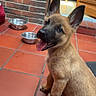 puppy, dog, happy, tongue_out, ears, sitting, tile_floor, indoor, metal_bowl, brick_wall, wooden_furniture, pet, cute, animal, young, domestic, canine, smiling, floor, home