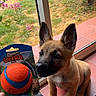 puppy, dog, toy, ball, indoor, tiles, glass_door, garden, plants, flowers, pink_flowers, greenery, hand, nail_polish, brown_dog, ears, pet, cute, young_dog, curious
