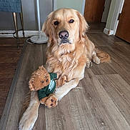 Thor is registered to the contest to win money with this photo: golden_retriever, dog, stuffed_toy, teddy_bear, wood_floor, indoor, pet, animal, toy, fur, laying_down, brown, beige, flooring, domestic, cozy, quilt, chair, lamp, calm