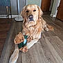 golden_retriever, dog, stuffed_toy, teddy_bear, wood_floor, indoor, pet, animal, toy, fur, laying_down, brown, beige, flooring, domestic, cozy, quilt, chair, lamp, calm